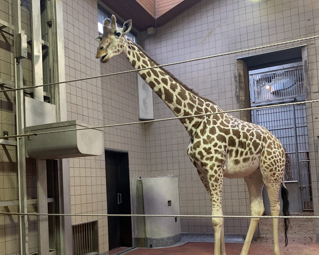 天王寺動物園