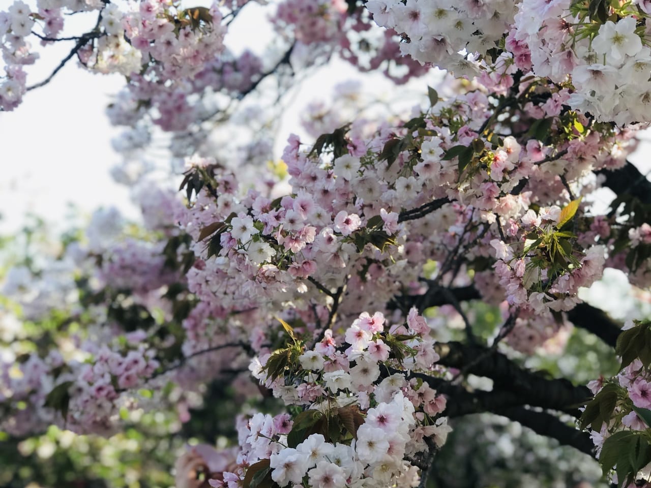 桜の通り抜け