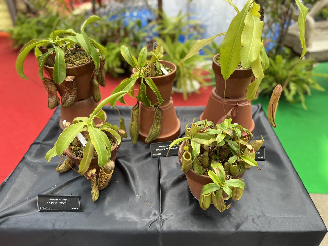 虫を食べる植物展