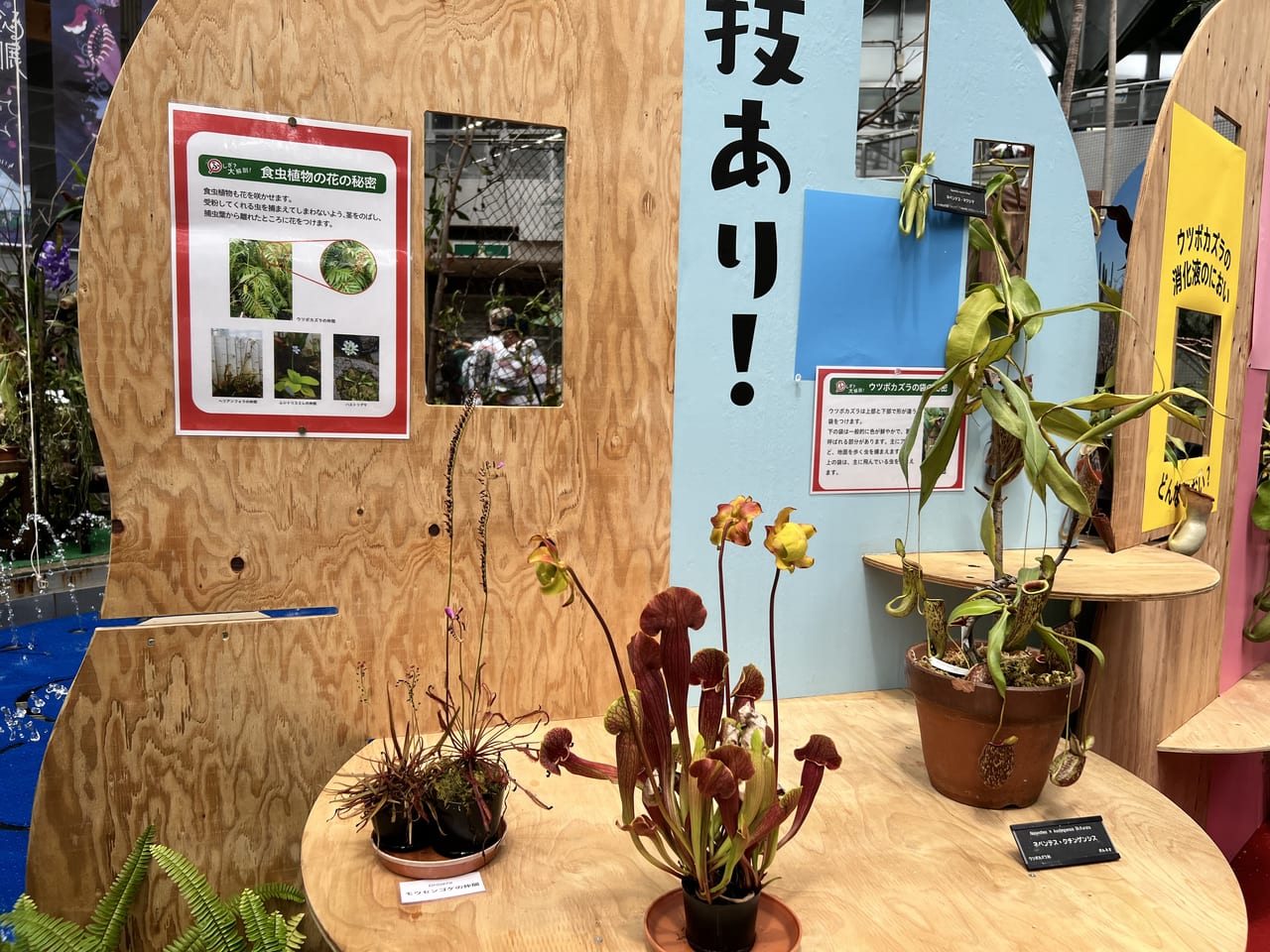 虫を食べる植物展