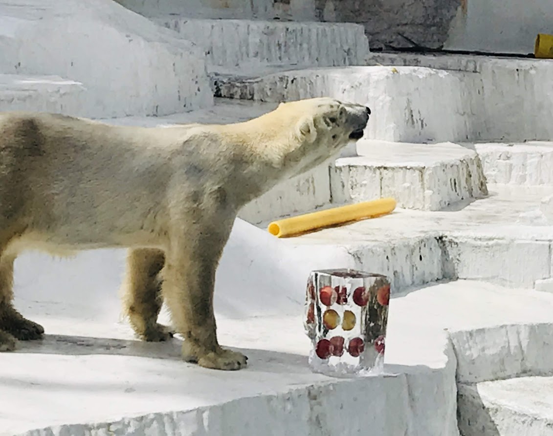 ホッキョクグマに氷柱プレゼント