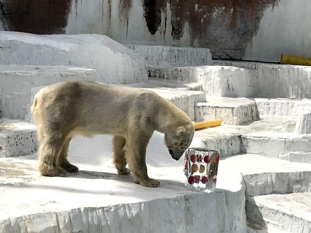 ホッキョクグマに氷柱プレゼント