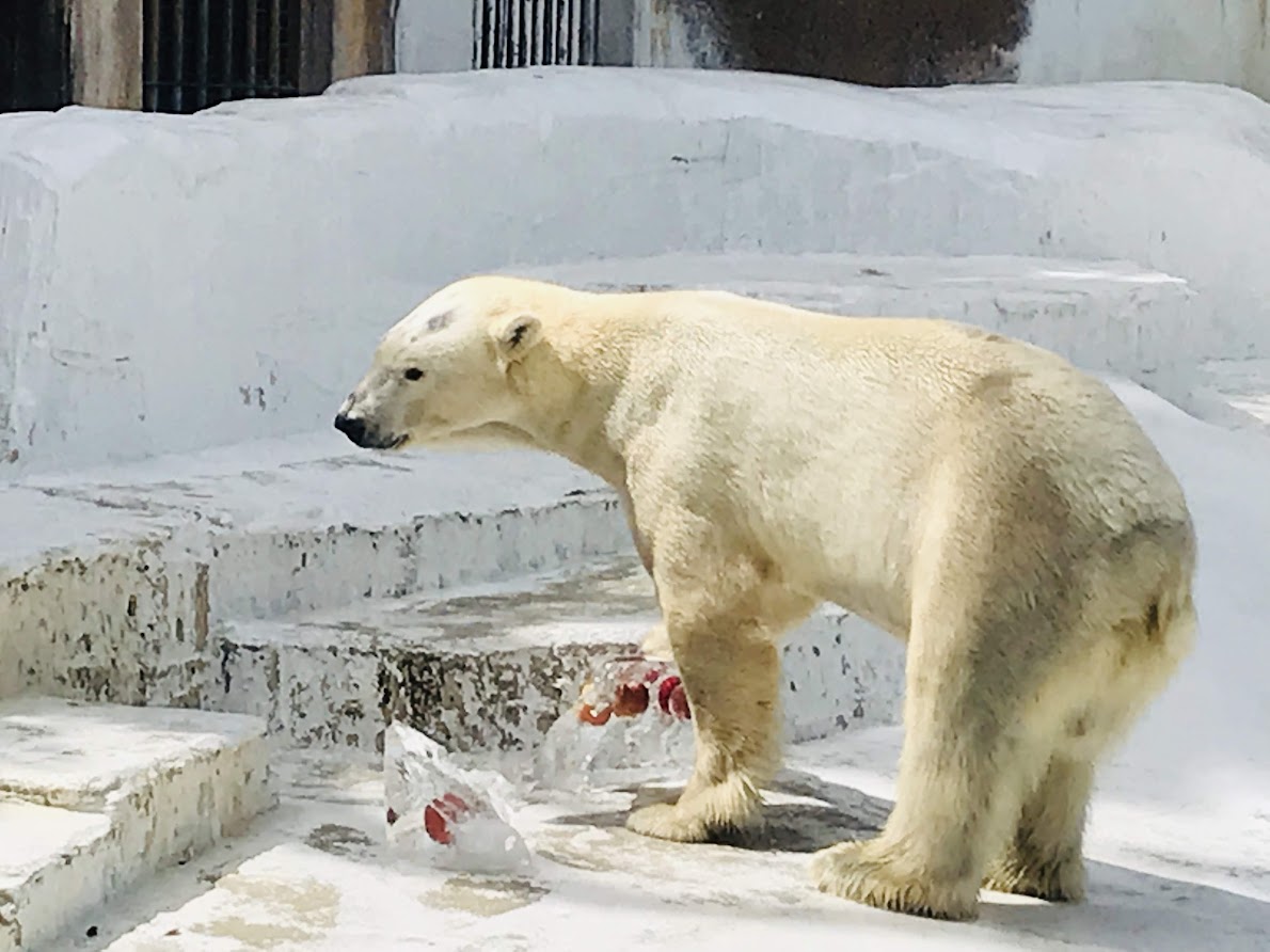 ホッキョクグマに氷柱プレゼント