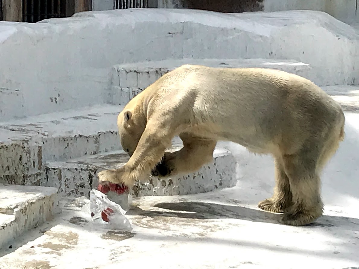 ホッキョクグマに氷柱プレゼント