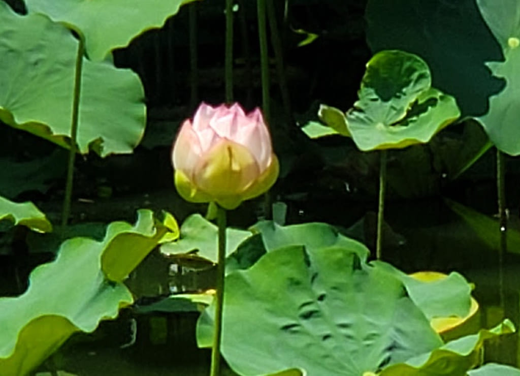 ハス池　桃ヶ池公園