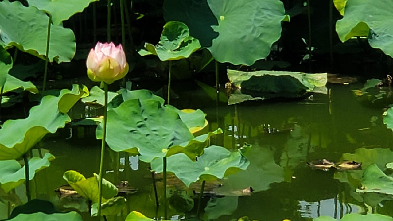 ハス池　桃ヶ池公園