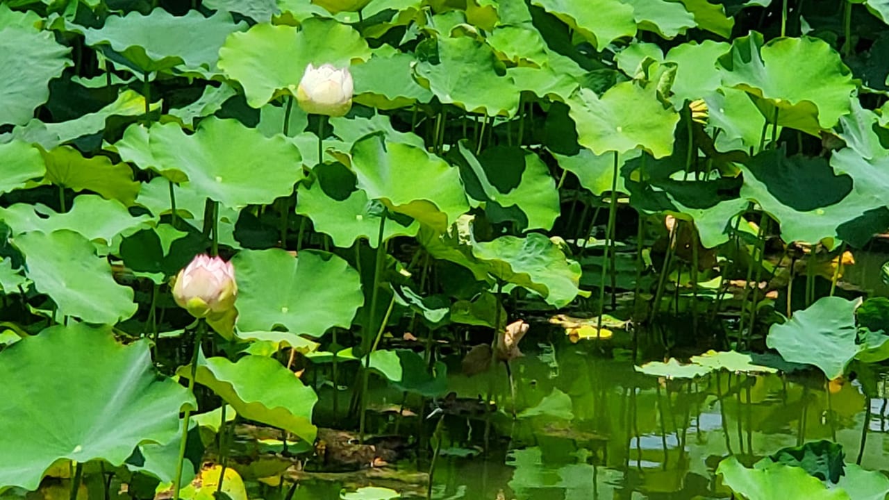 ハス池　桃ヶ池公園