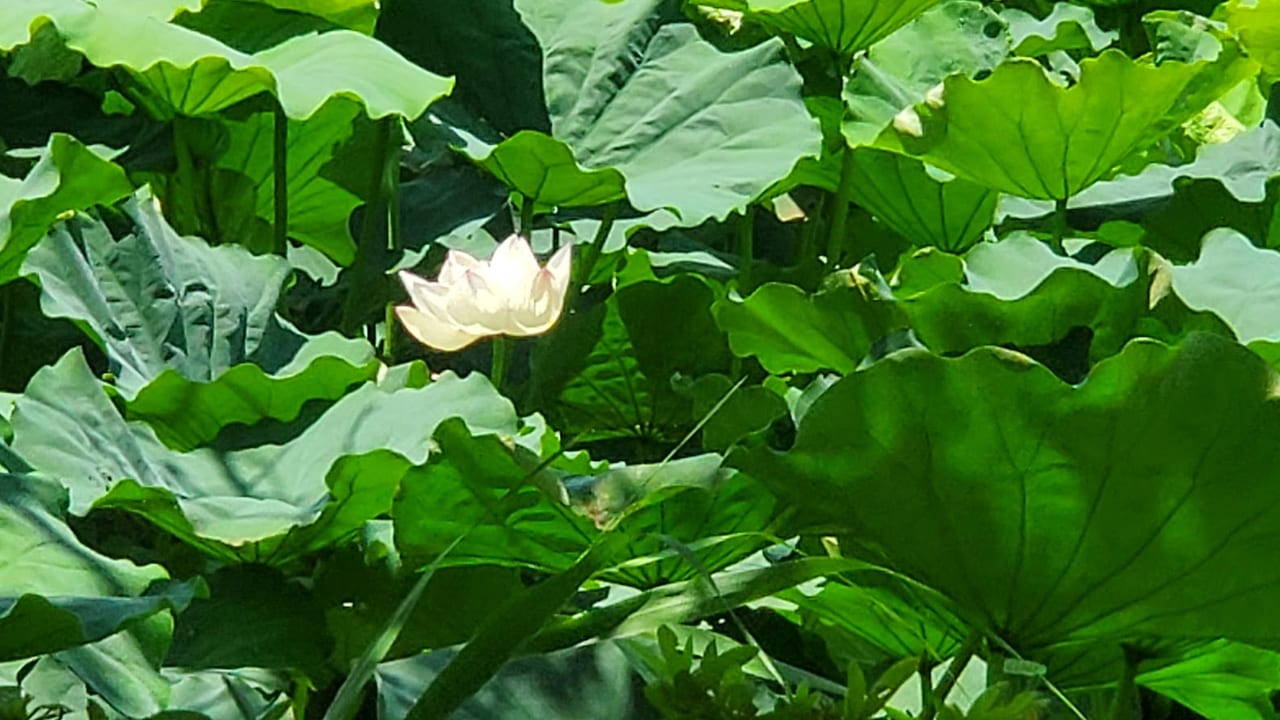 ハス池　桃ヶ池公園