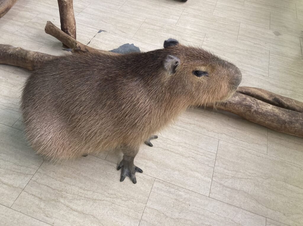 ふれあい動物園