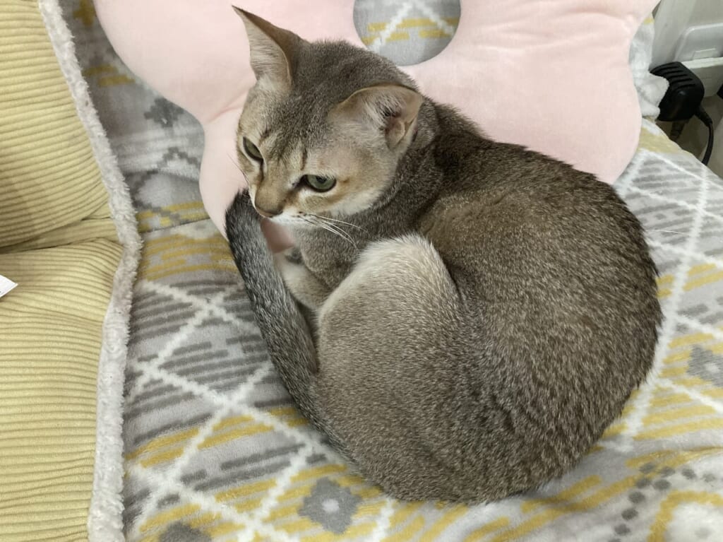 保護猫カフェ
