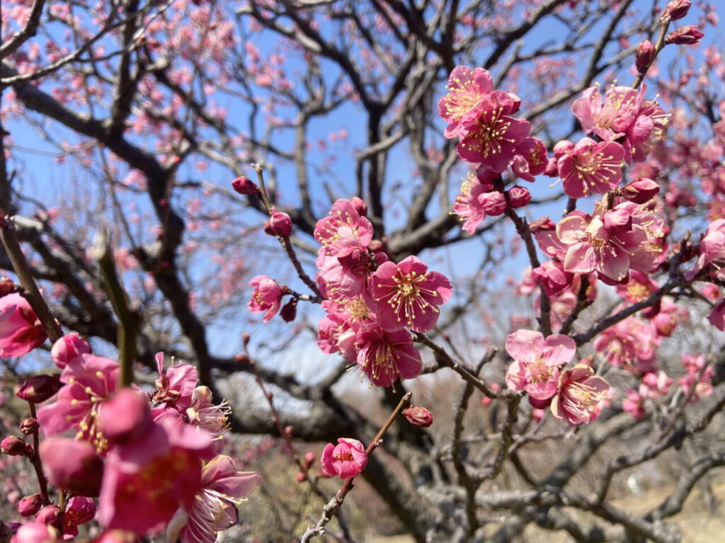 長居植物園梅の花