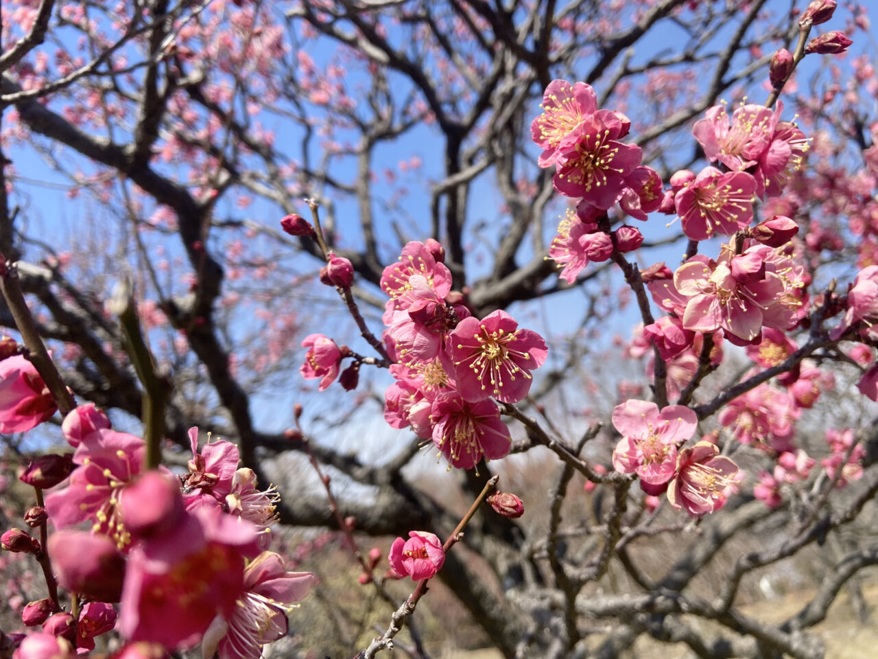 長居植物園梅の花