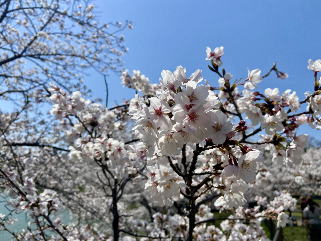 花博記念公園鶴見緑地桜0406