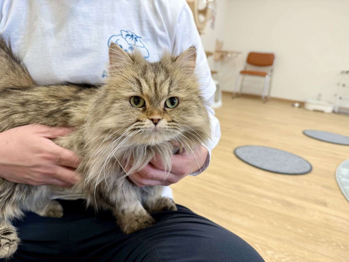 アネラカフェ大阪鶴見緑地店オープン