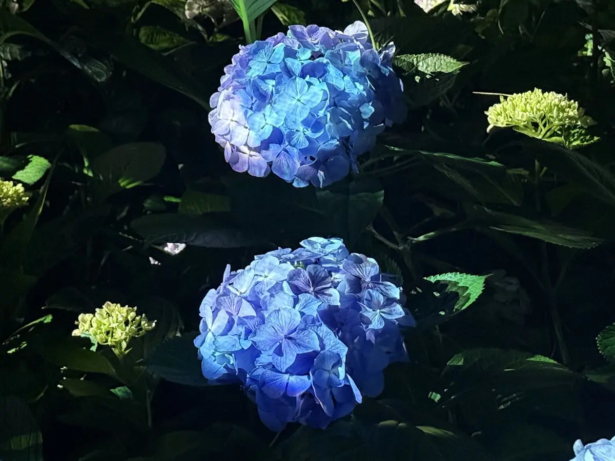 紫陽花の結晶